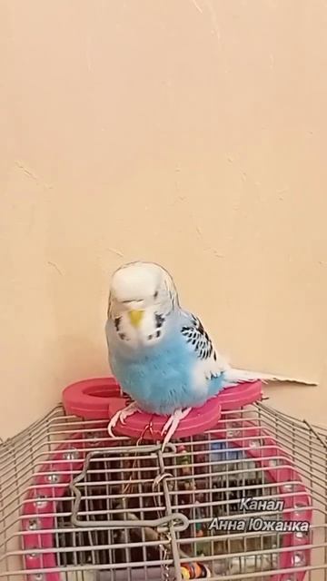 Попугай патриот, подпевает под песню Матушка Земля. смотреть онлайн