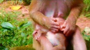 Малыши сменяют друг друга. Но не меняется макака Либби.... 1000026596.mp4