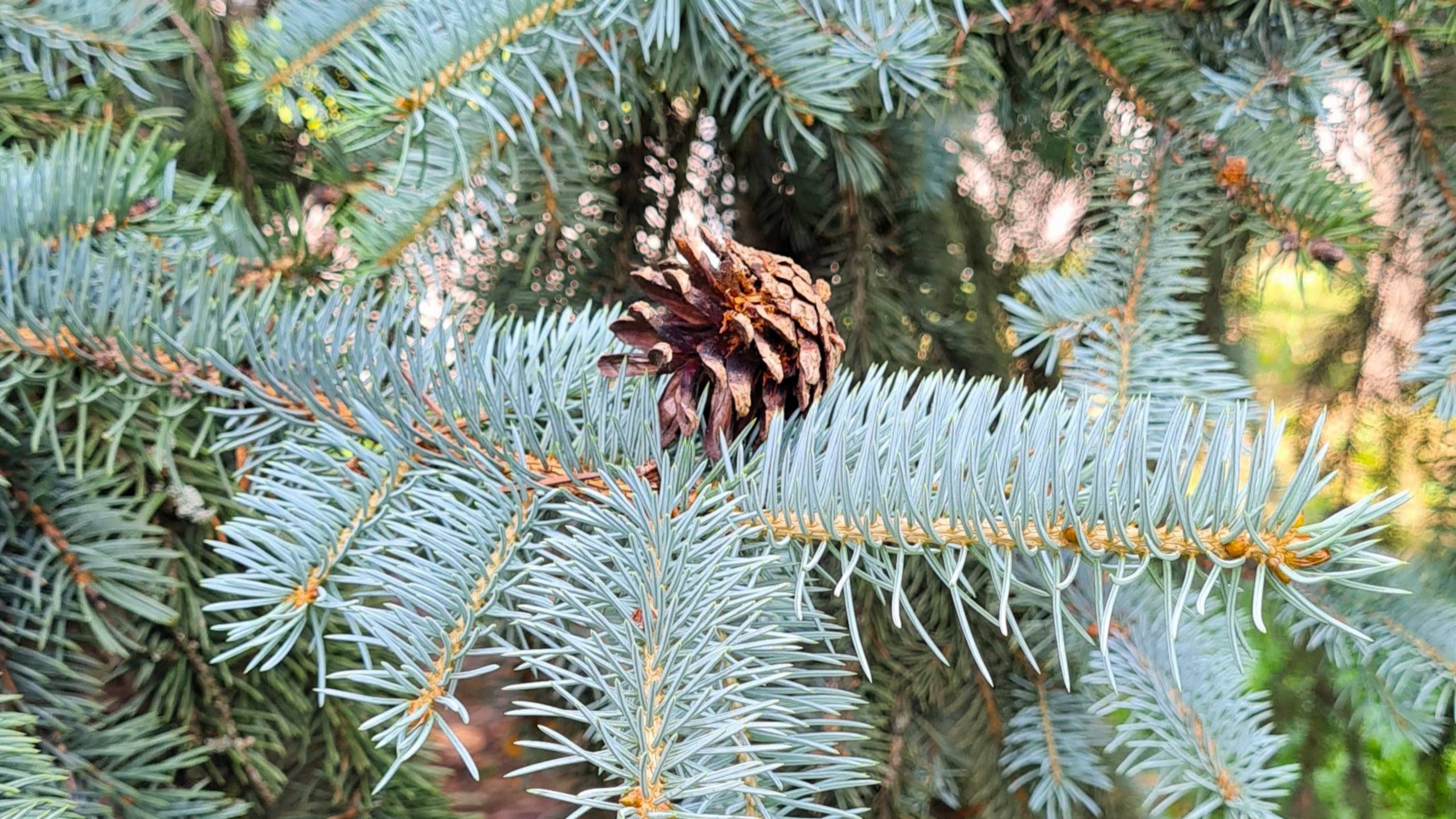 Цветы ели шишки, июль 2025, 1:19 мин