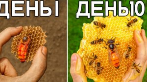 Выращиваю 10 000 пчёл (у себя дома)