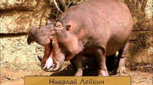 НИКОЛАЙ ЛЕЙКИН - "ОКОЛО БЕГЕМОТА И НОСОРОГА"