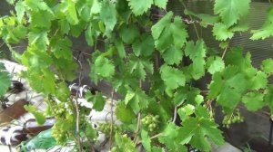 УСКОРЯЕМ СОЗРЕВАНИЕ ВИНОГРАДА. ОСЕННИЙ РАЦИОН. ЗЕЛЕНЫЕ ОПЕРАЦИИ