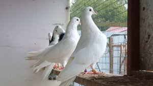 Расплескались в синеве.