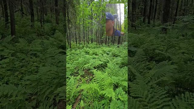 Отвод и таксация лесосек Пермский край.