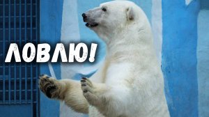 Белая медведица Герда ловит морковь. Новосибирский зоопарк