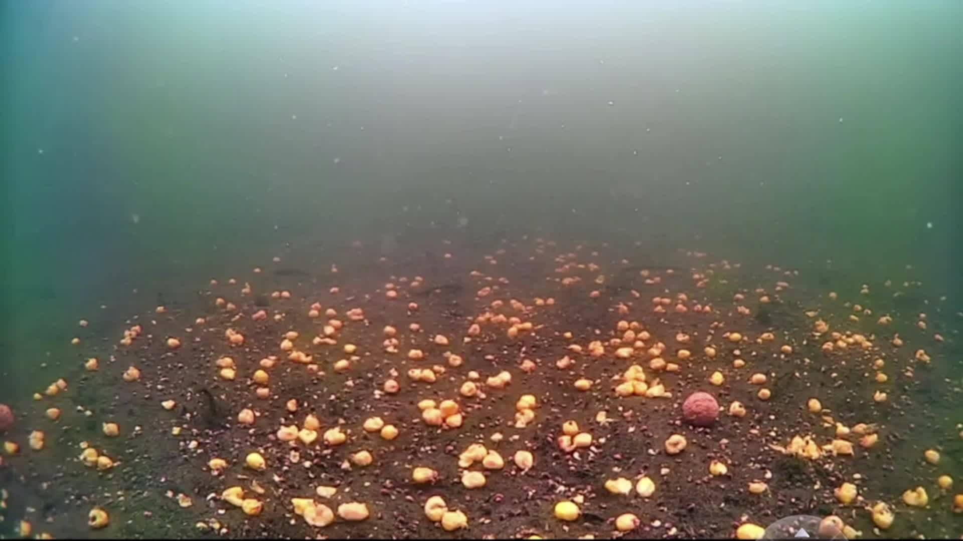 carp смотреть онлайн