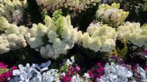 гортензия метельчатая🌿🌿🌿