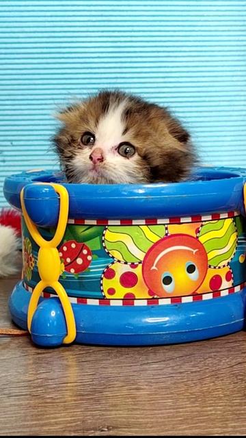 Котенок Диджей. смотреть онлайн