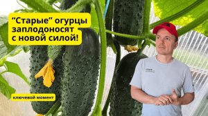Огурцы снова активно плодоносят и дают богатый урожай!!!