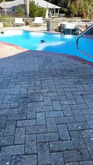 Собака для бассейна