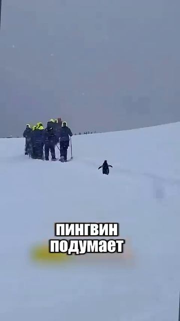 про пингвинов смотреть онлайн