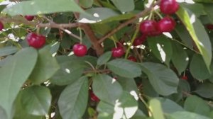 вишня сорт Малышка