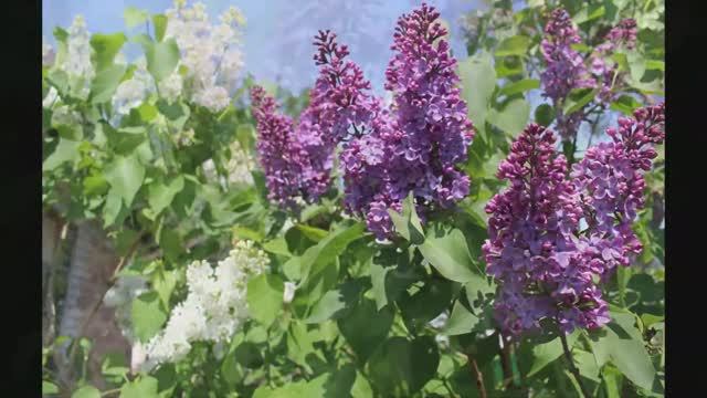 Три сорта сирени привитые на одном кусте смотреть онлайн