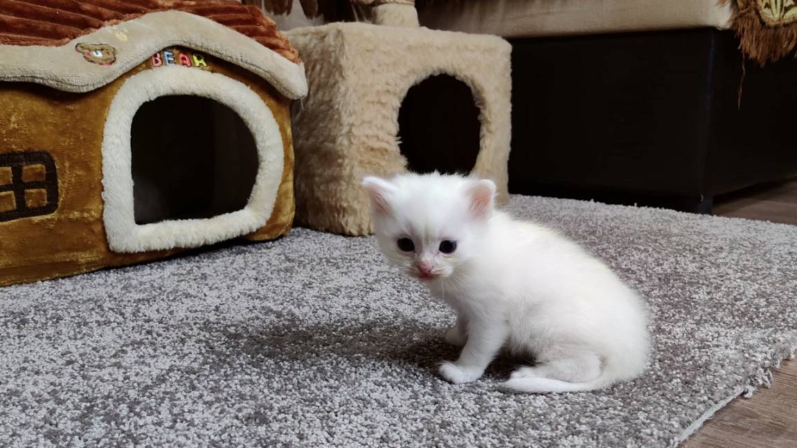 Новорожденный котёнок. День тридцатый. Мама-кошка и её белый котёнок. смотреть онлайн