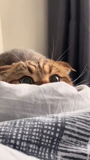 с котей скучно без них 😂