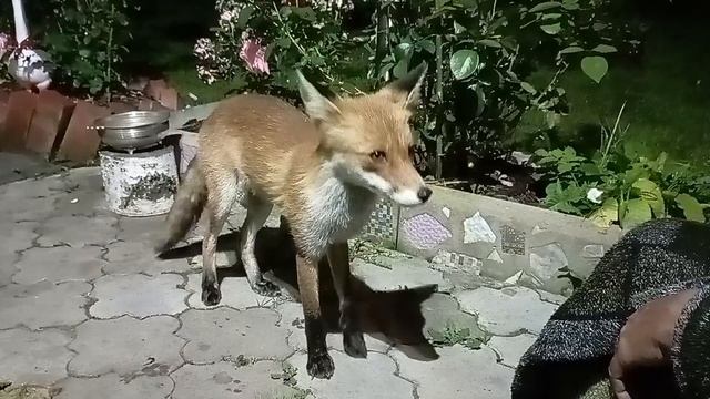 (1080) Лиса приходит в гости. Август 2025 смотреть онлайн