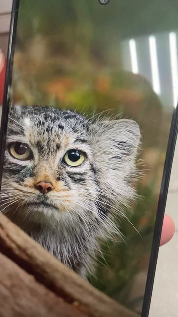 Нео 6 смотреть онлайн