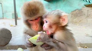 То даёт, то забирает! Мать контролирует прикорм малышки! Мила-сан и ее Сакура. Макаки. Тайган