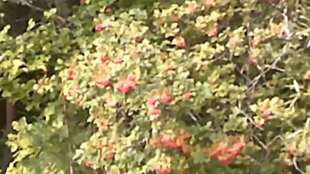 Белый день - Автор Сергей Чернышов музыка и поёт Валерий Сёмин смотреть онлайн