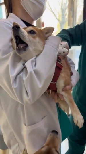 у ветеринара #shorts