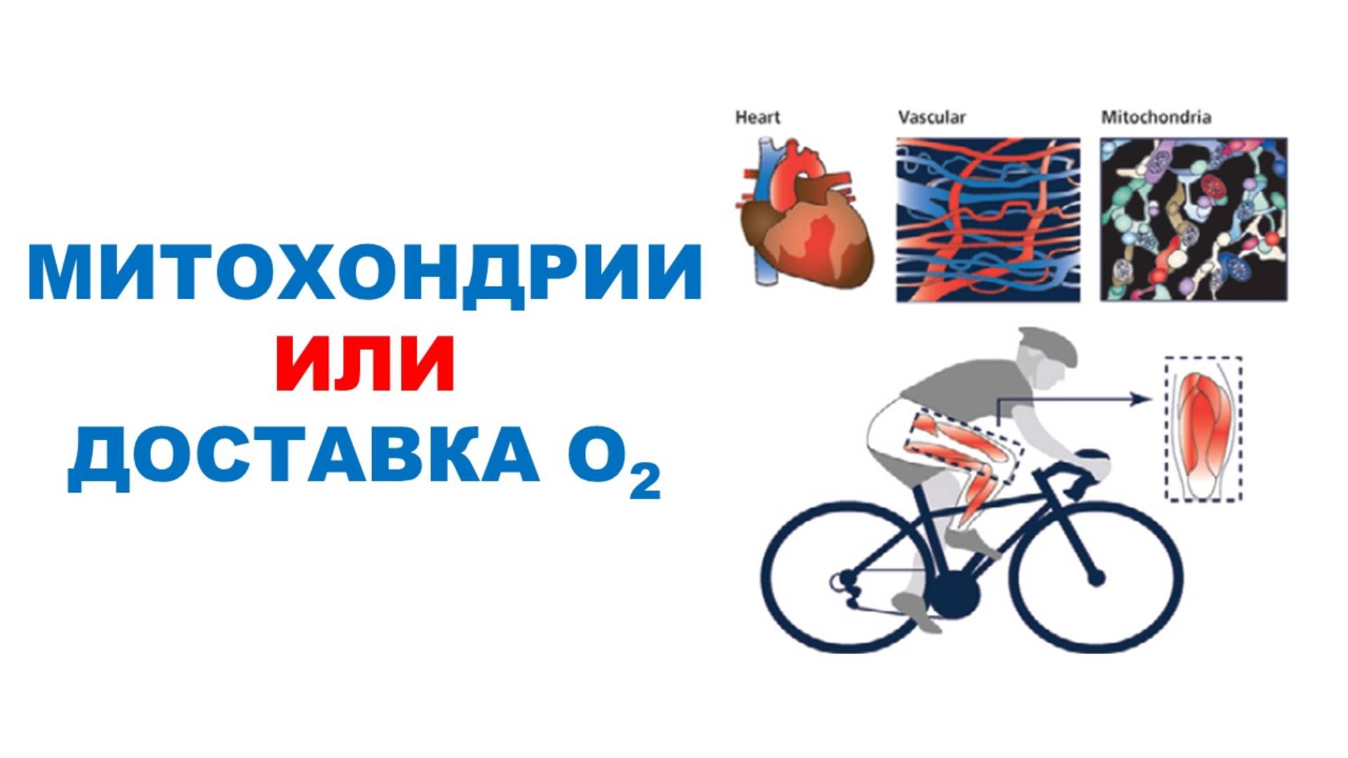 Факторы, ограничивающие выносливость могут меняться