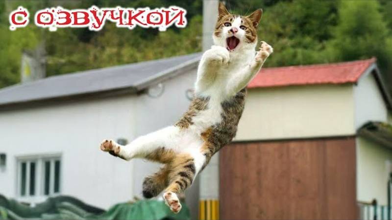 ПРИКОЛЫ С КОТАМИ! Смешные ЖИВОТНЫЕ с озвучкой! Смешные коты!