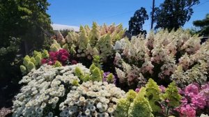 Гортензия метельчатая