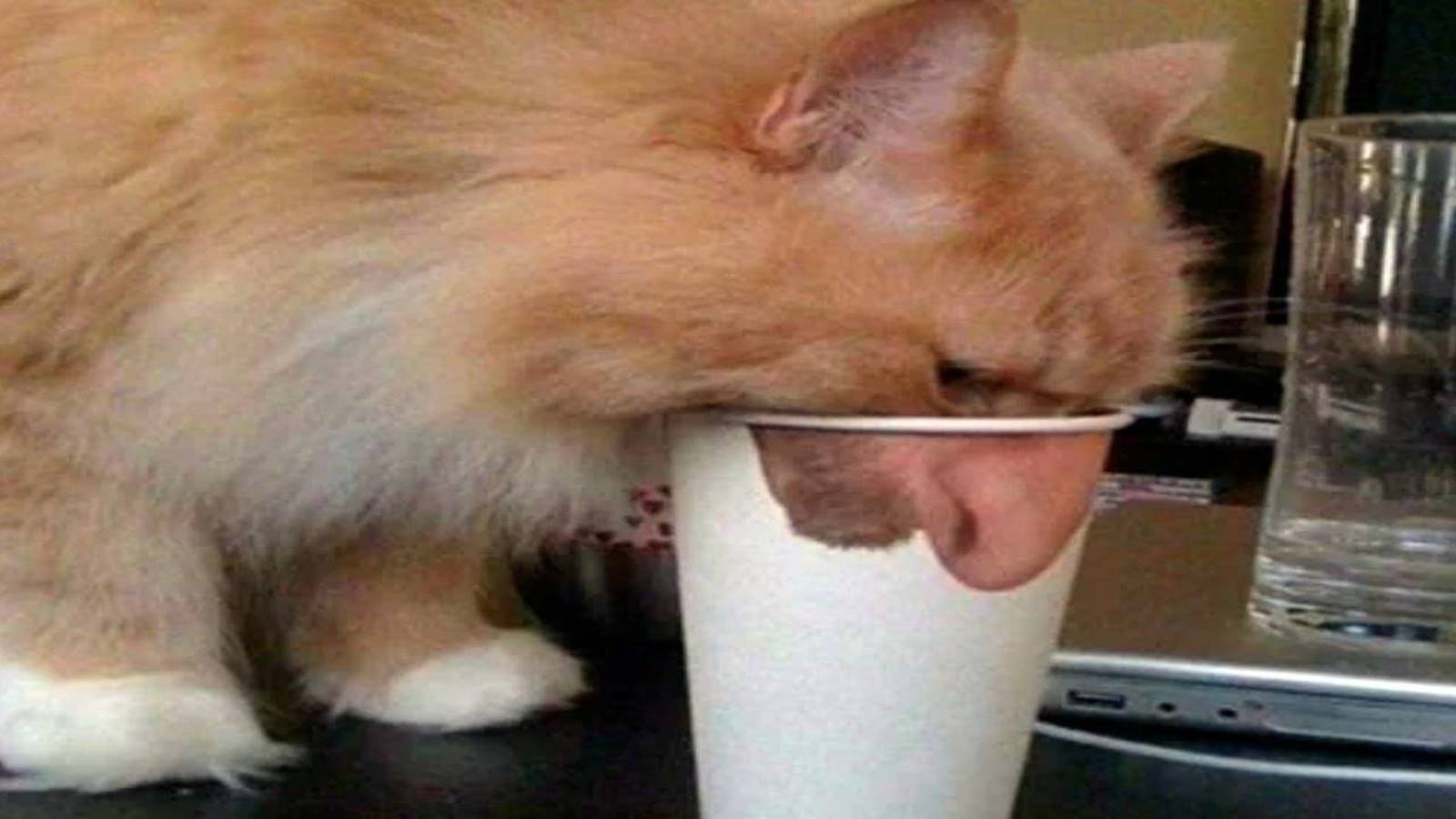 ПРИКОЛЫ С КОТАМИ! Смешные ЖИВОТНЫЕ с озвучкой! Смешные коты!