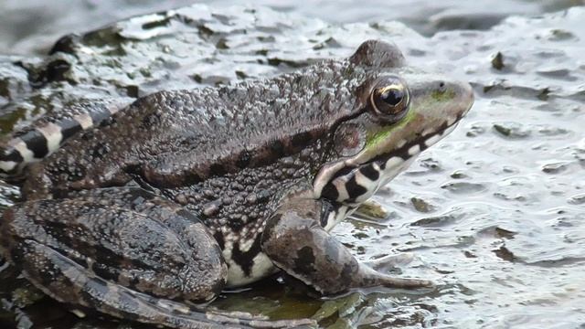 Лягушка,это видео про лягушку