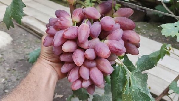НАШУМЕВШАЯ НОВИНКА!!! 🍇🍇🍇 Telegram, WhatsApp и Vlber +79528500417. Тел. +79054033245.