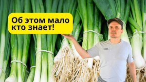 Лёгкий способ прилично заработать! Лук батун в теплице осенью!!!