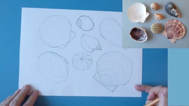 Урок рисования ракушек простым карандашом смотреть онлайн