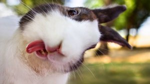 СМЕШНЫЕ ВИДЕОПРИКОЛЫ |Смешные моменты с животными |Я РЖАЛ ДО СЛЕЗ|ПОДБОРКА ПРИКОЛОВ