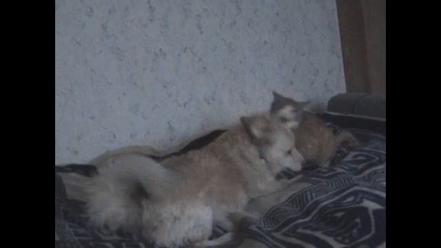 бой смотреть онлайн
