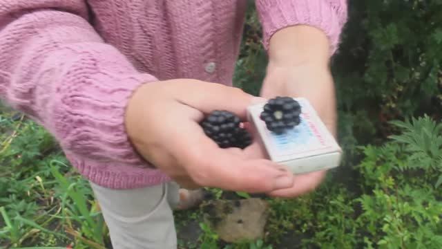 Ежевика Эвергрин торнлес в Сибири смотреть онлайн