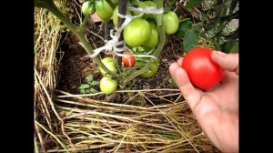 Помидоры ГЛОРИЯ