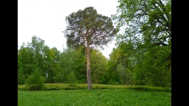 Я люблю твои глаза - Автор музыка и поёт Евгений Коновалов смотреть онлайн