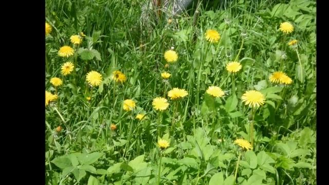 Подожди - Музыка Эдуард Хуснутдинов музыка и поёт Валерий Дудлин смотреть онлайн