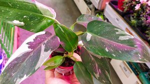 🌿🐞ЛЕМАНА ПРО🌸ОБЗОР ЦВЕТОВ🌿август 2025