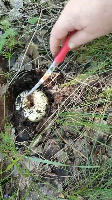 ГЛАЗКАМИ КРУТЬ - ВЕРТЬ и НАЙДЁТСЯ ЕЩЁ... / ЛЕС УРАЛА смотреть онлайн