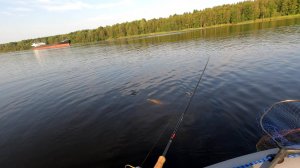 СВИРЬ, СУДАК НА ДЖИГ В АВГУСТЕ