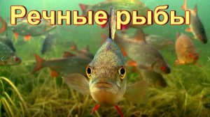 Речные рыбы — самые известные виды пресноводных обитателей