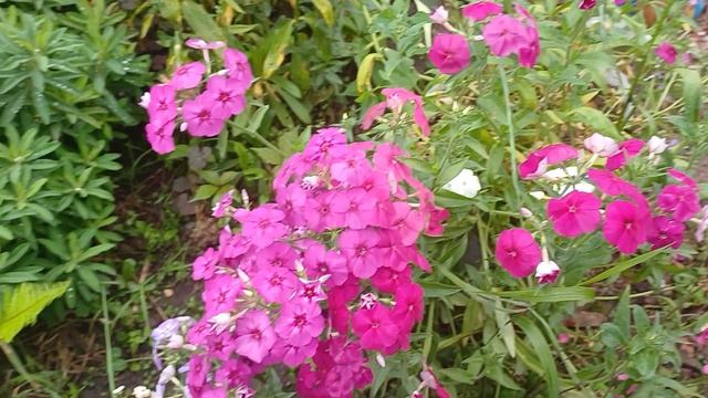 Мои цветочки июля 2025 г. смотреть онлайн