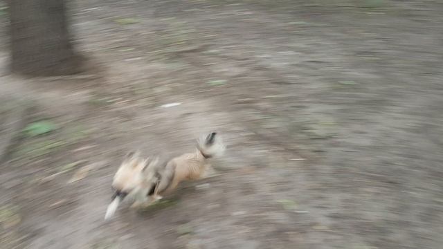 Чихуахуа д/ш Голден из Лайф Аристократ