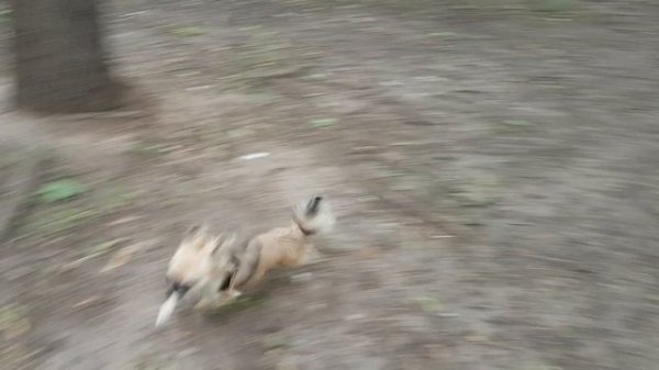 Чихуахуа д/ш Голден из Лайф Аристократ