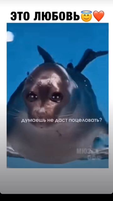 это любовь тюленей ❤🦭