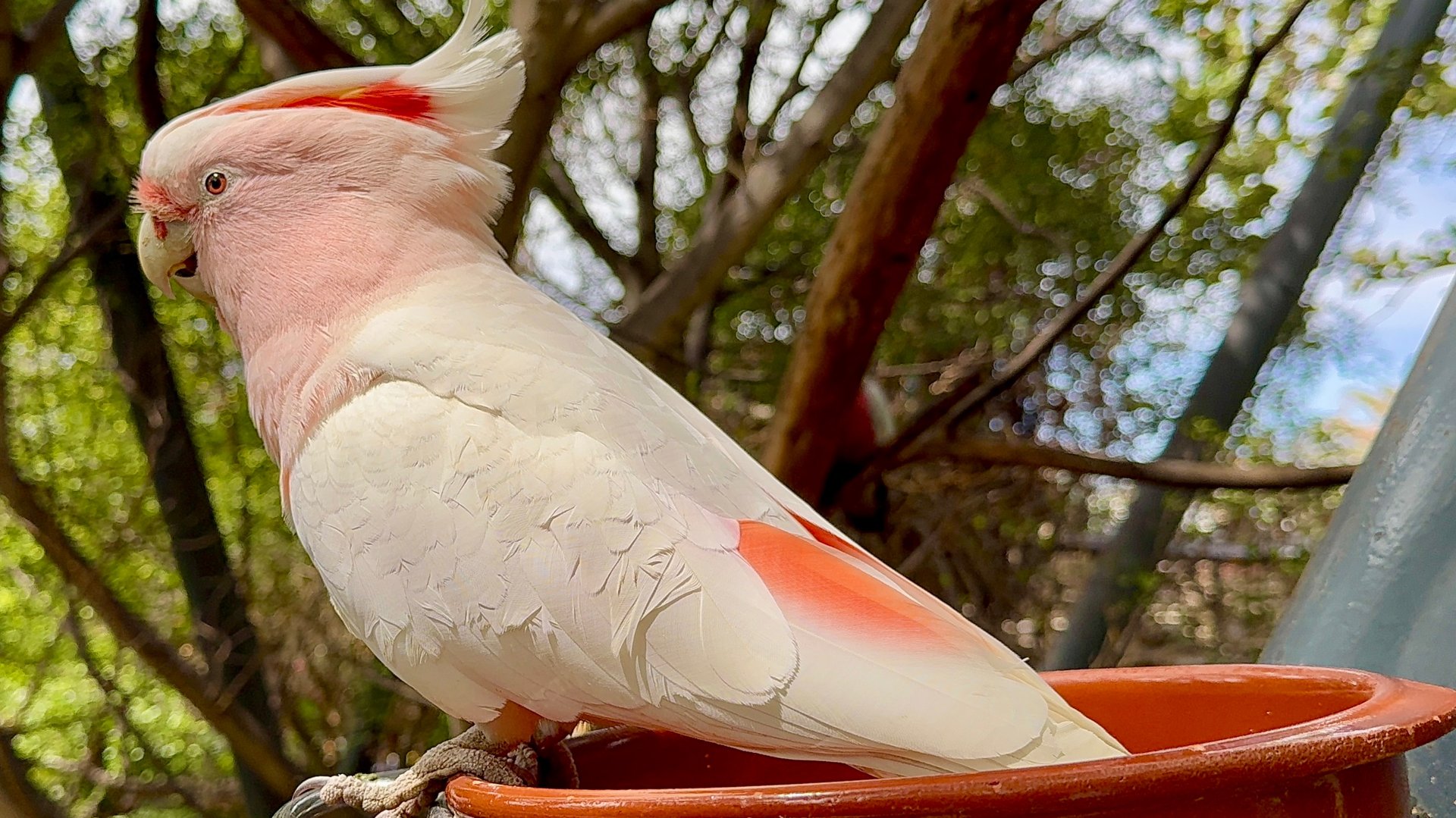 Вольер с попугаями в Лоро парке на острове Тенерифе (Испания) смотреть онлайн