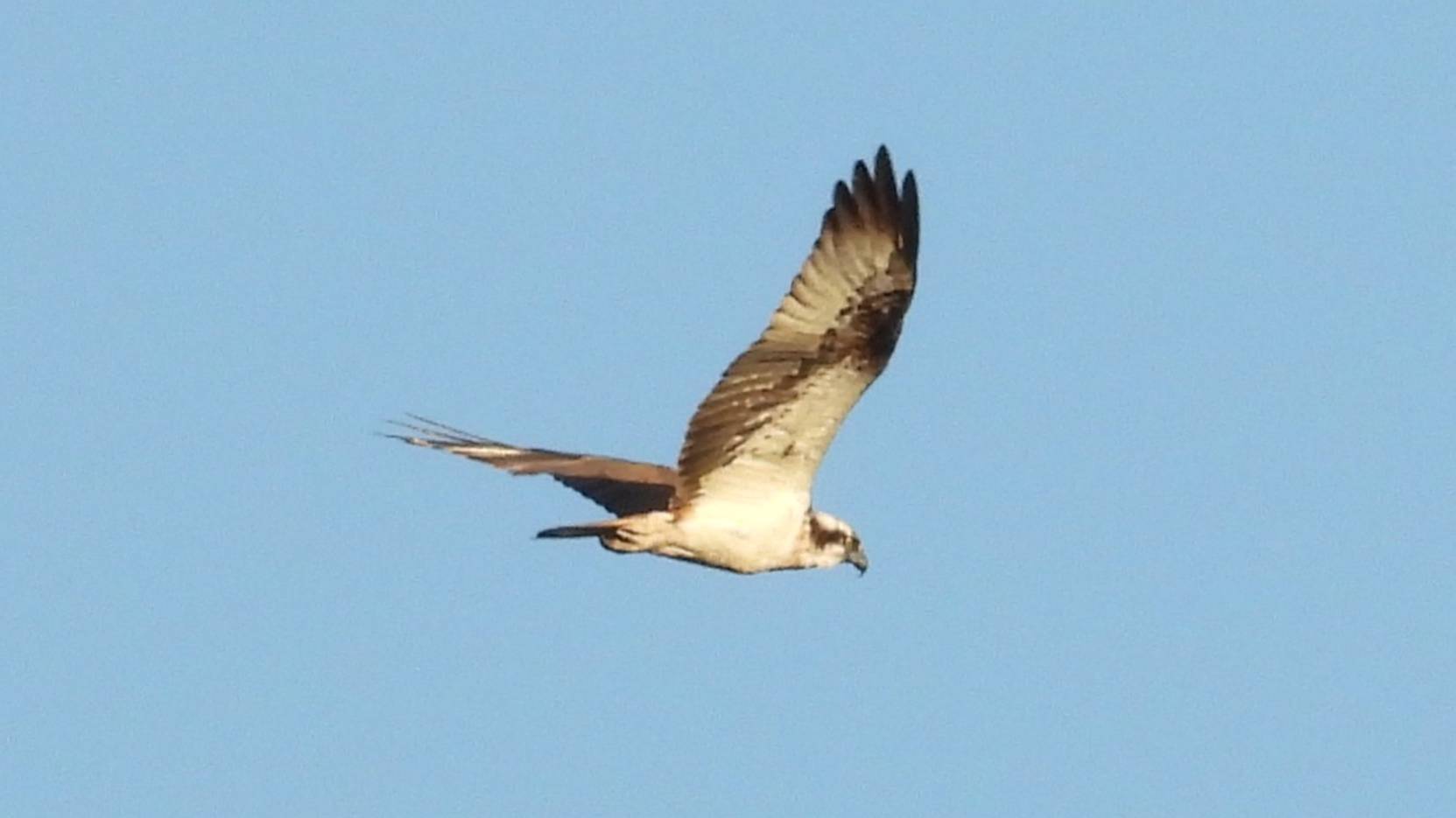 Красная Книга РФ. Птицы. Скопа, наблюдение в Великом Новгороде, 3 августа 2025 смотреть онлайн