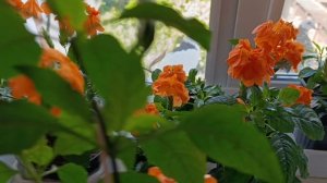 Кросандра - цветунья!
 Выращивание на
 подоконнике!!! 
Рекомендую!!!