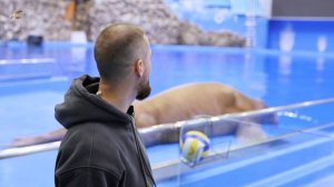 Морж Миша принимает поздравления с Днем моржа🎉🎉🎉🎉🎉